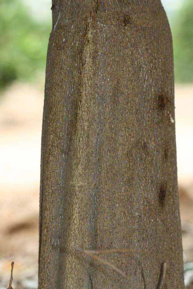            Bark (Riverside, CA)   